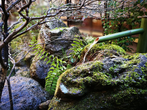 京都米其林早餐园林美景