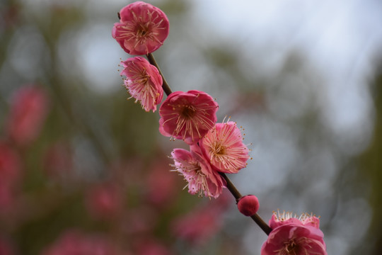 梅花