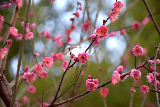 梅花