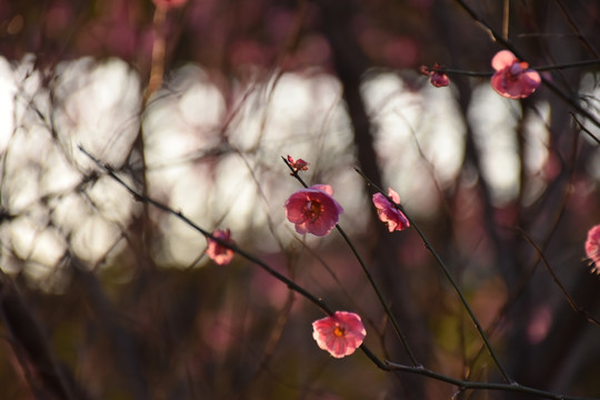 梅花