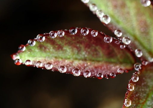 水露珠水珠