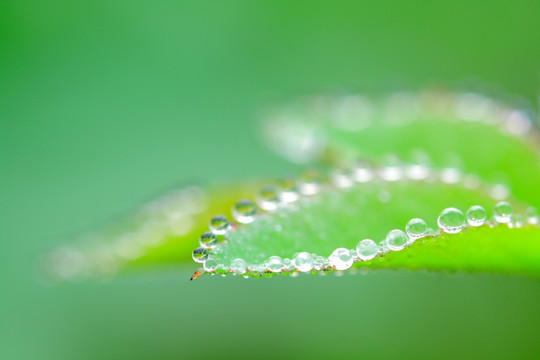 清晨露珠水珠