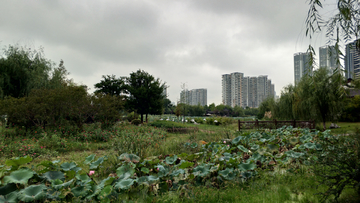 武漢沙湖公園