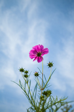 格桑花 竖幅