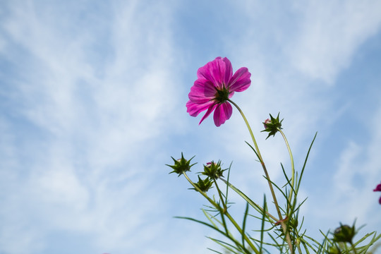 格桑花