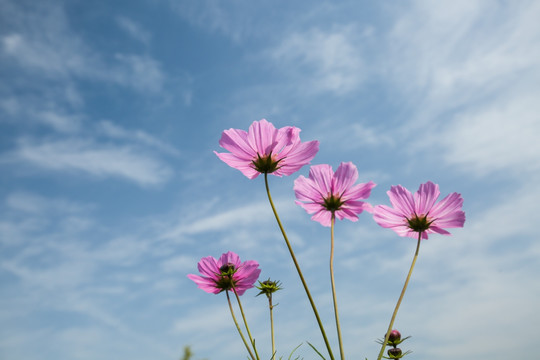 格桑花