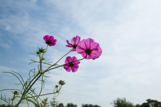 格桑花