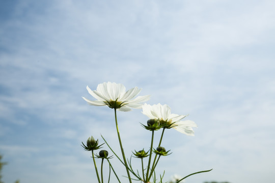 格桑花 纯洁