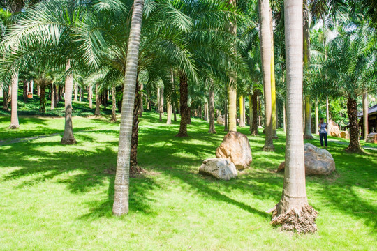 阳光树林 榈棕树