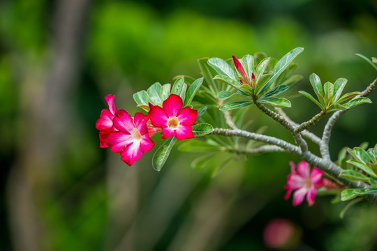 沙漠玫瑰