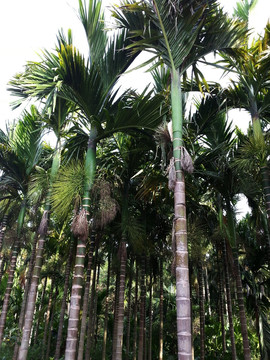 海南风光 槟榔树