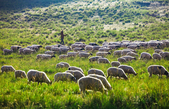 羊倌 放羊人