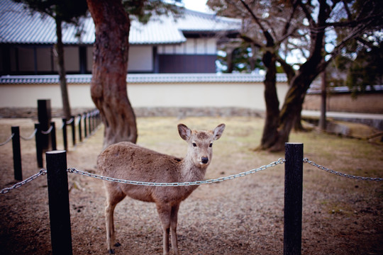 日本奈良的小鹿