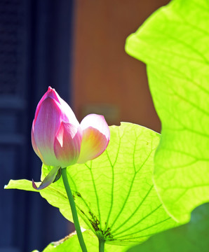 阳光里的荷花花蕾图片