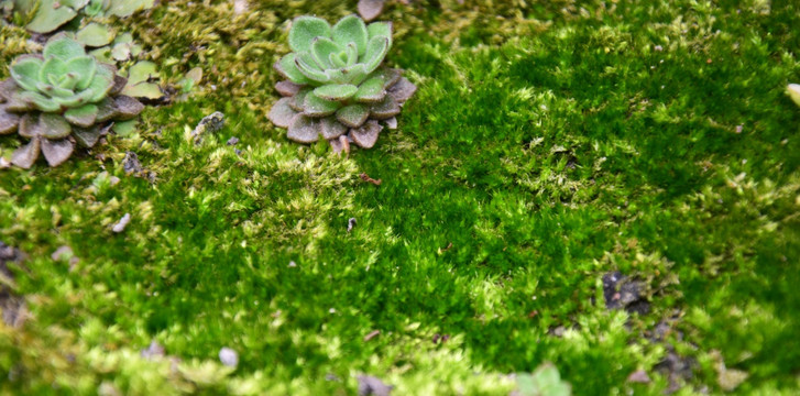 苔藓中的多肉小植物