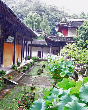 大雨中的寺院绿植图片