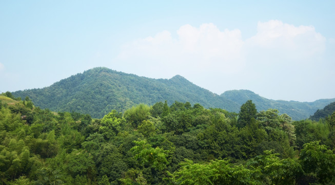 茂密的树林和远山风景