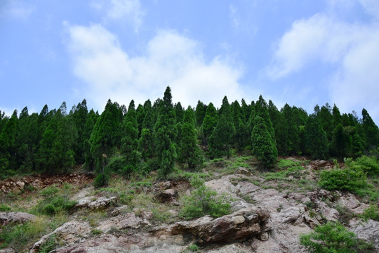 山岭上的固土树木