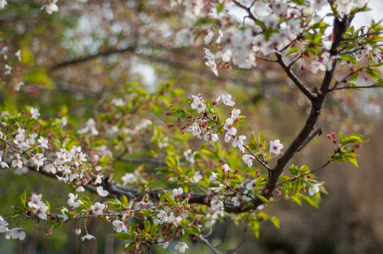 木槿花