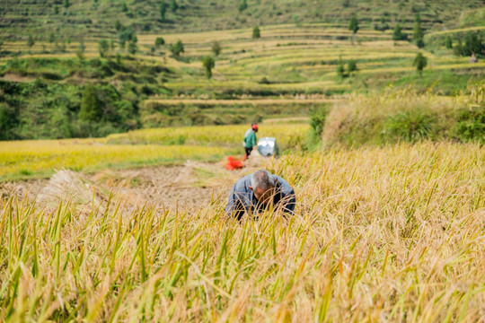 水稻传统收割