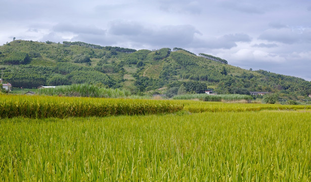 田园风光