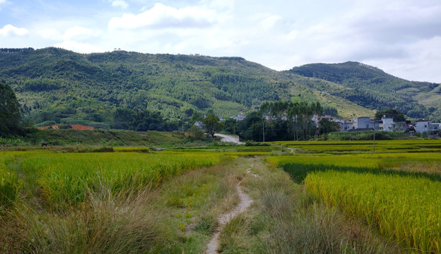 乡间小路