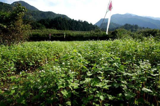 荞麦地