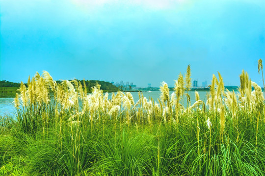 兴隆湖的芦苇