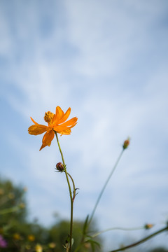 格桑花