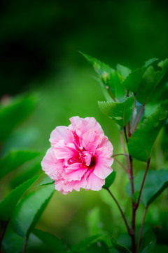 木槿花