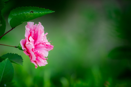 木槿花