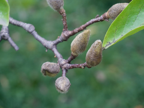 白玉兰花果