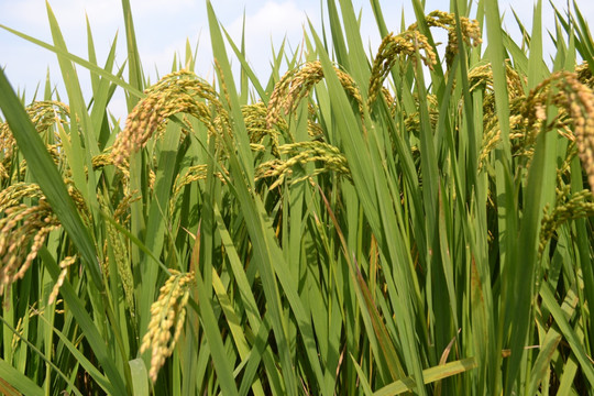水稻 稻田 稻地