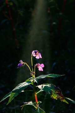 阳光下的花朵