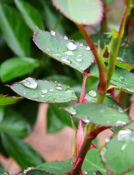 雨后的月季花