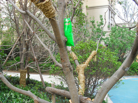 挂吊瓶的树木