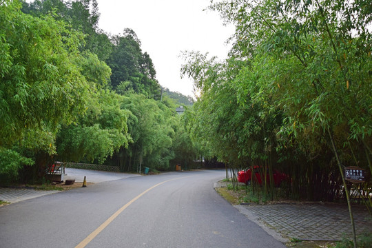 重渡沟竹林旅游摄影