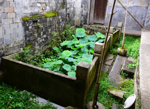 农家小院中的荷花池