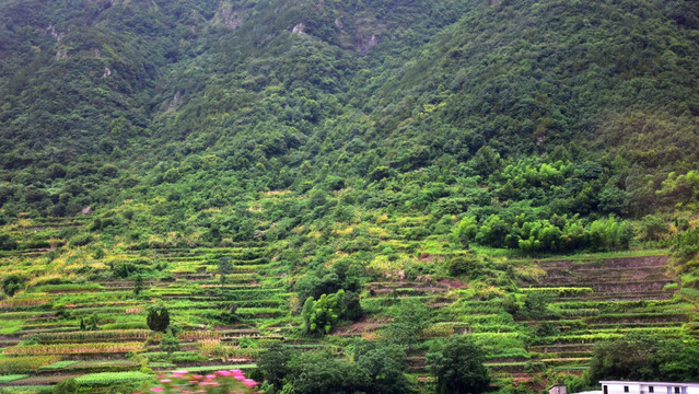 山腰上的梯形田地