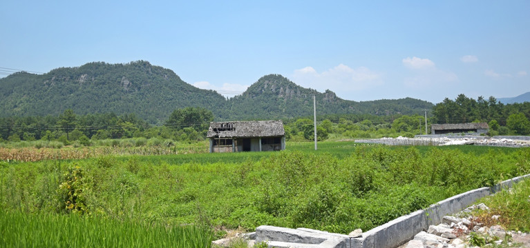 夏日的田园风光图