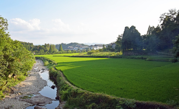绿色稻田和小河流水风景