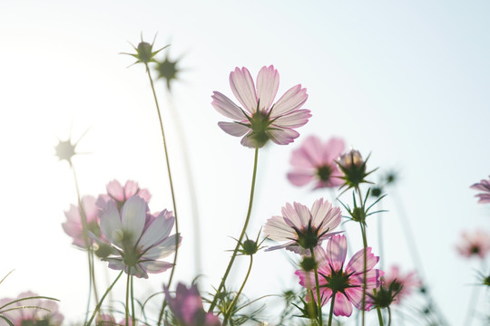 格桑花