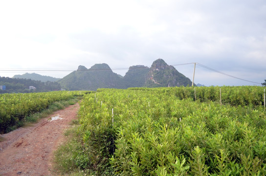 坚果苗圃