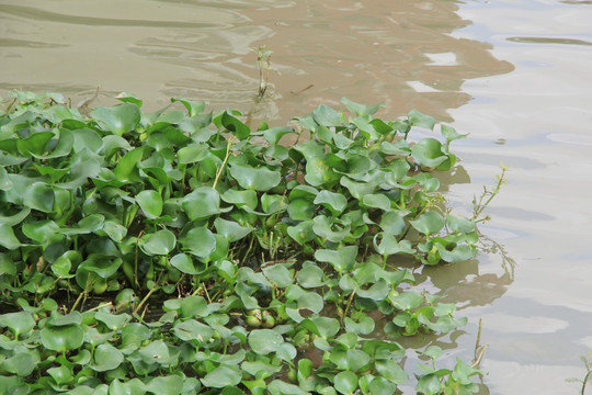 水草