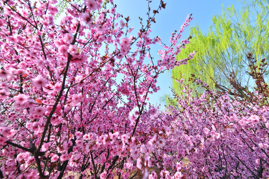 樱花园 樱花