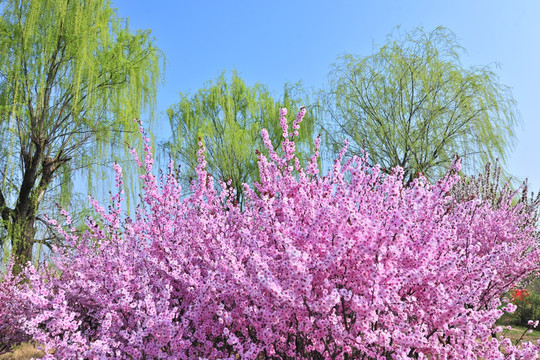 樱花