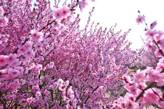 樱花 樱花园