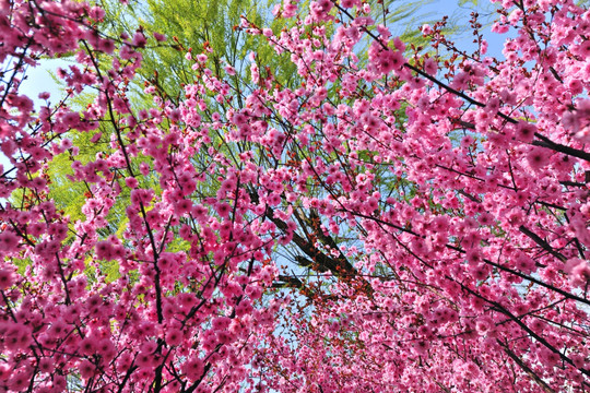 樱花素材 樱花园