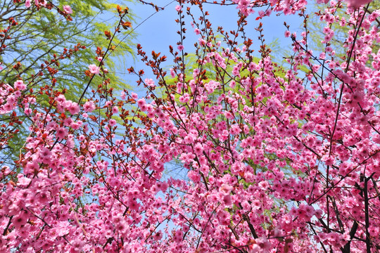 樱花园 樱花