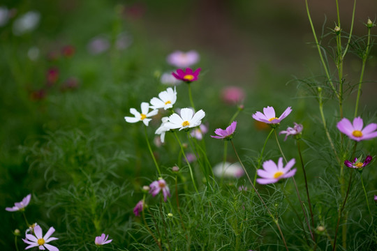 波斯菊